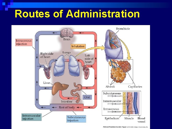Routes of Administration 