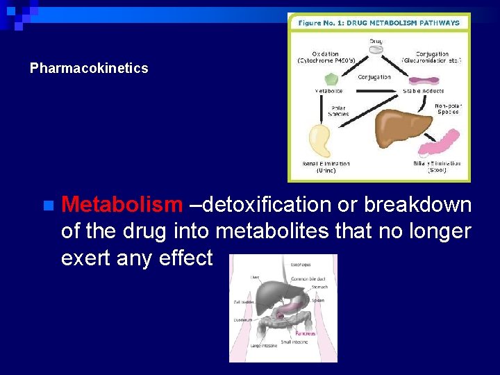 Pharmacokinetics n Metabolism –detoxification or breakdown of the drug into metabolites that no longer