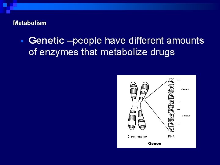 Metabolism Genetic –people have different amounts of enzymes that metabolize drugs 