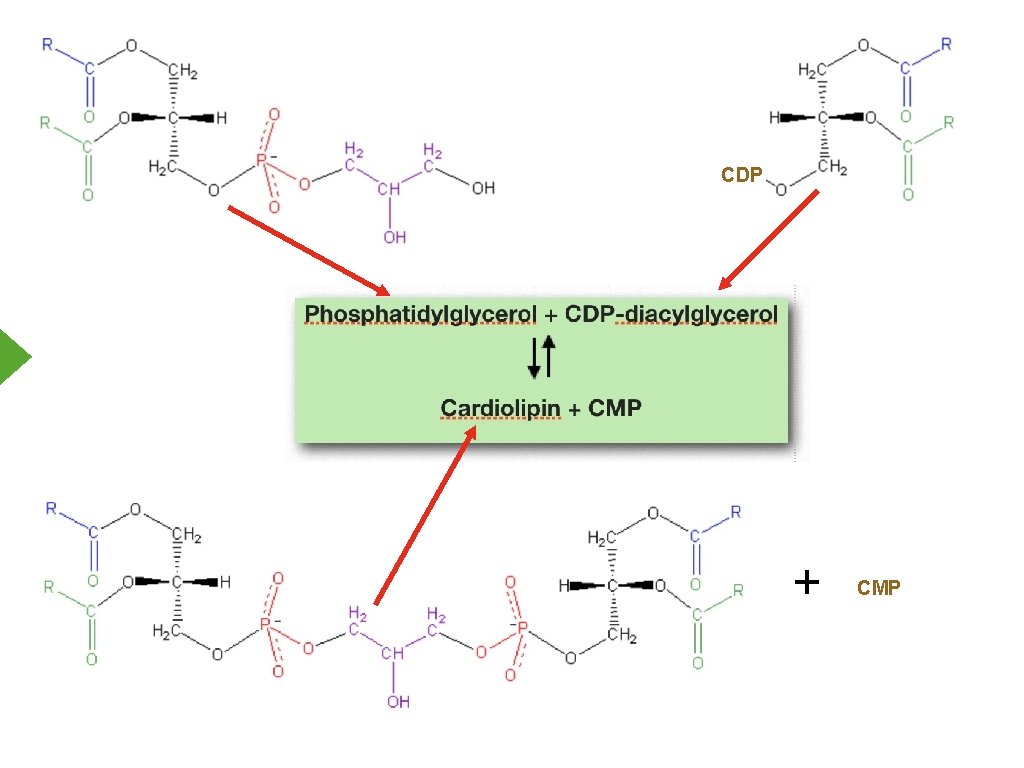 CDP + CMP 