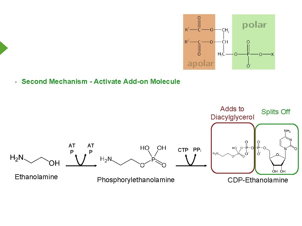 • Second Mechanism - Activate Add-on Molecule Adds to Diacylglycerol AT P Ethanolamine