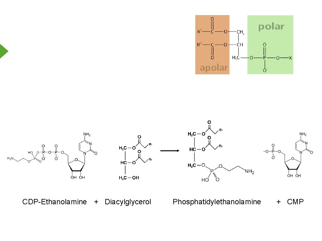 CDP-Ethanolamine + Diacylglycerol Phosphatidylethanolamine + CMP 