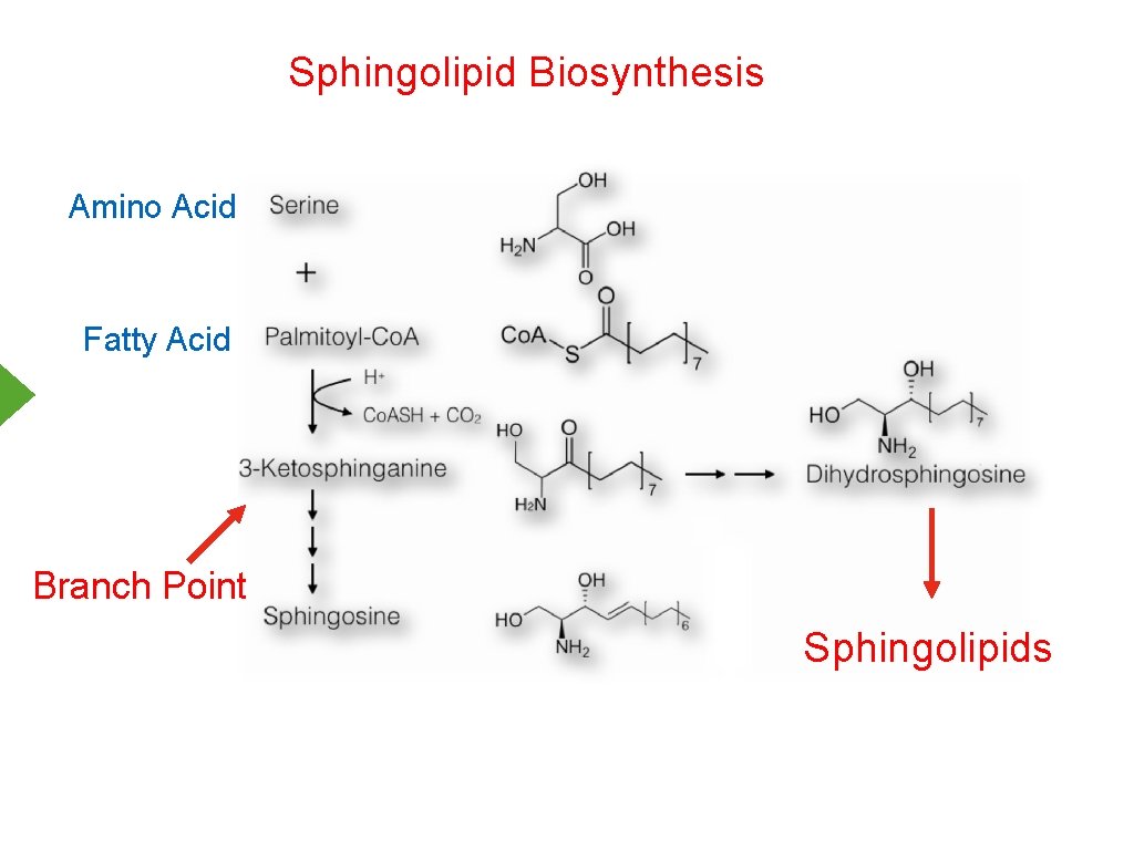 Sphingolipid Biosynthesis Amino Acid Fatty Acid Branch Point Sphingolipids 