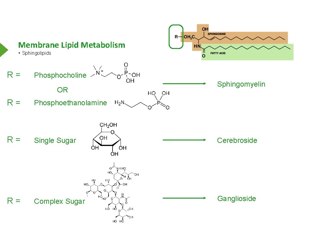 Membrane Lipid Metabolism • Sphingolipids R= Phosphocholine OR Sphingomyelin R= Phosphoethanolamine R= Single Sugar