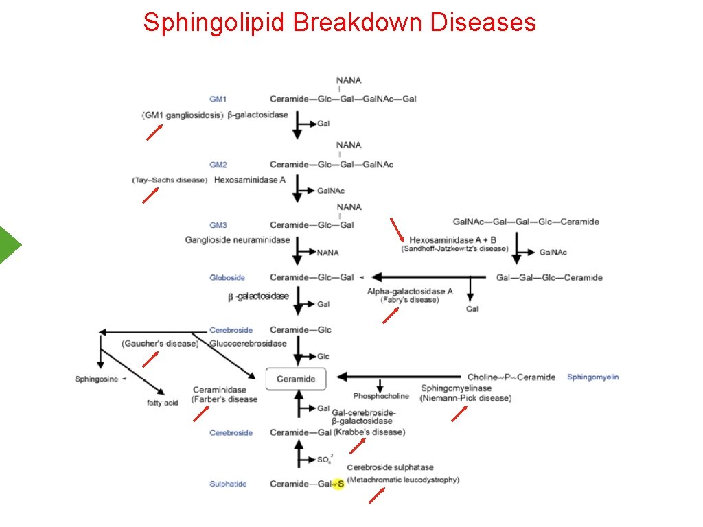 Sphingolipid Breakdown Diseases 