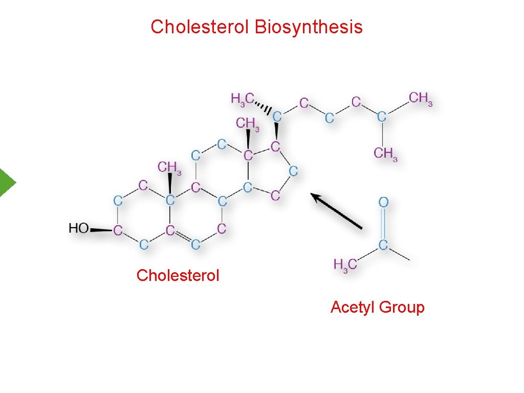 Cholesterol Biosynthesis Cholesterol Acetyl Group 