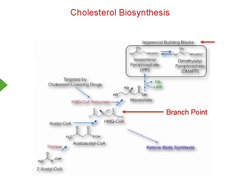 Cholesterol Biosynthesis Branch Point 