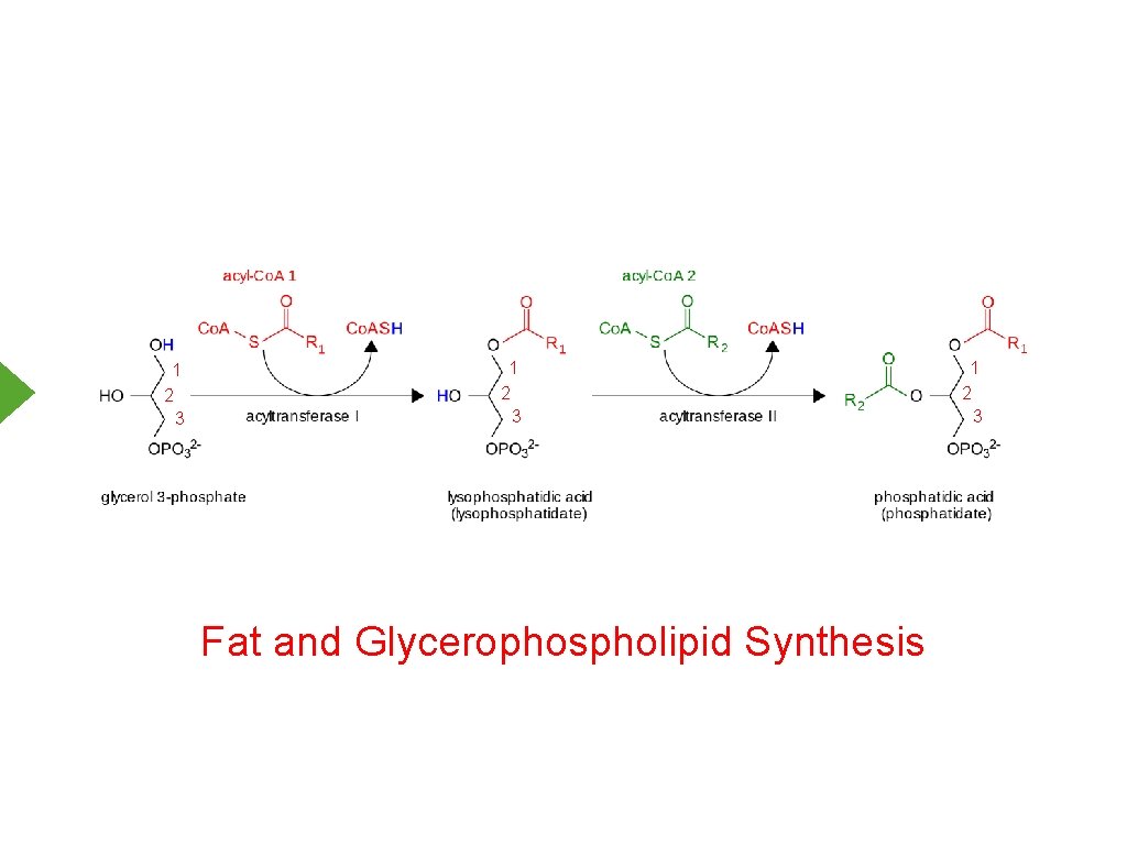1 2 3 Fat and Glycerophospholipid Synthesis 1 2 3 