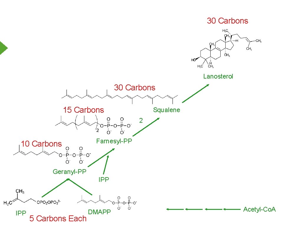 30 Carbons Lanosterol 30 Carbons 15 Carbons 10 Carbons Squalene IPP 2 + DPP