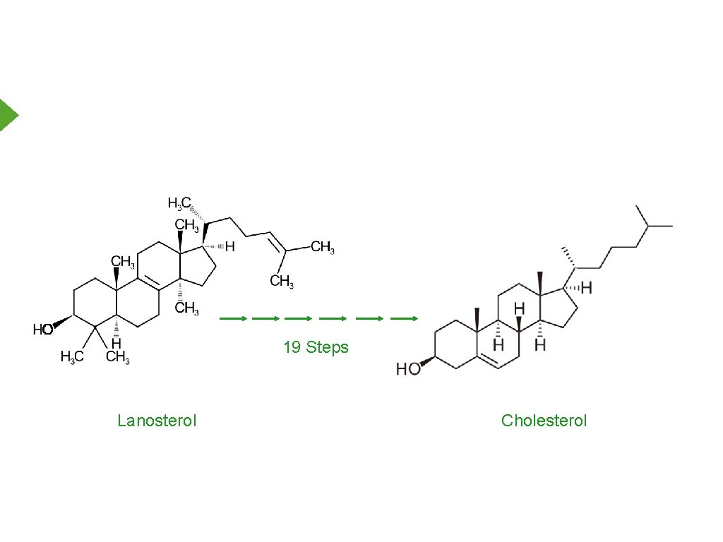 19 Steps Lanosterol Cholesterol 