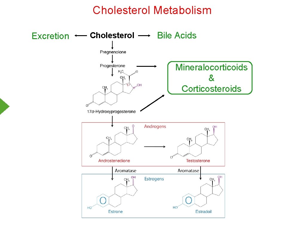 Cholesterol Metabolism Excretion Cholesterol Bile Acids Mineralocorticoids & Corticosteroids 
