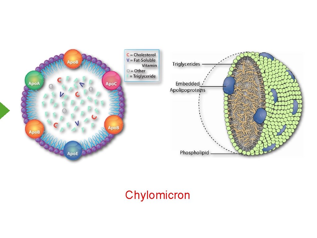 Chylomicron 