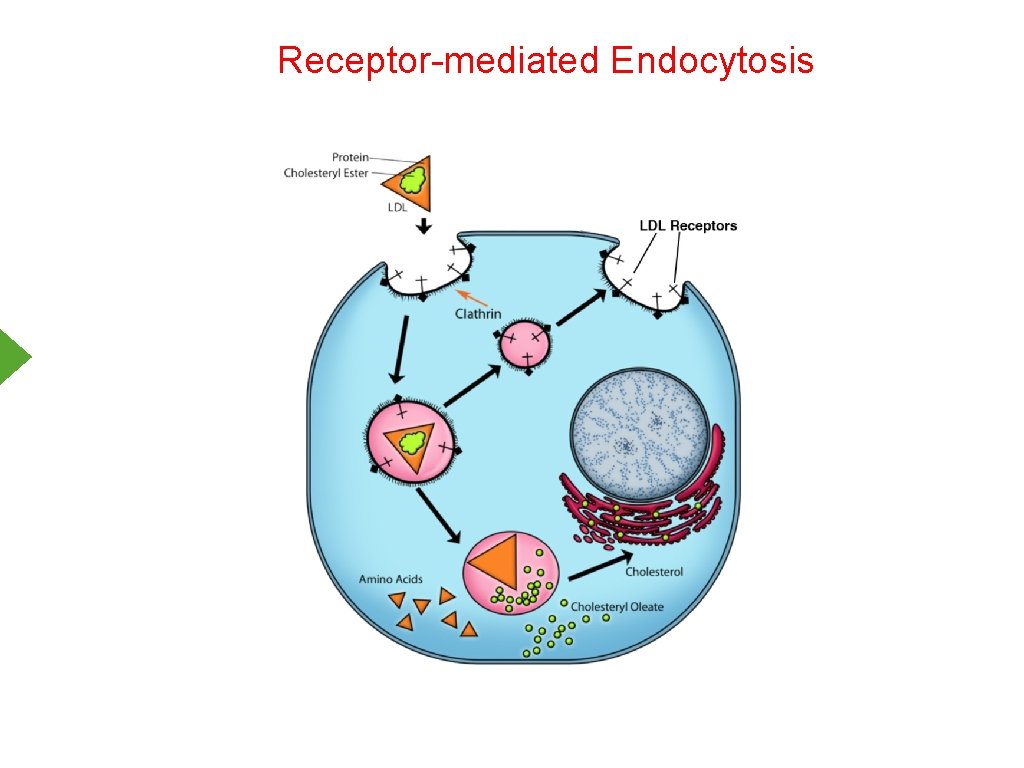 Receptor-mediated Endocytosis 