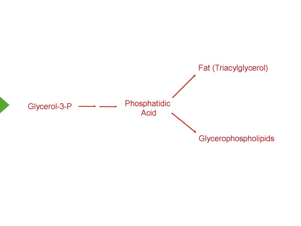 Fat (Triacylglycerol) Glycerol-3 -P Phosphatidic Acid Glycerophospholipids 