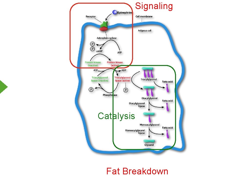 Signaling Catalysis Fat Breakdown 