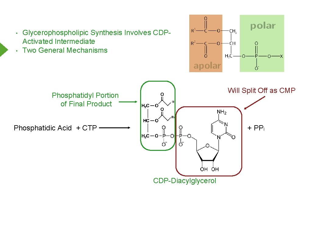  • • Glycerophospholipic Synthesis Involves CDPActivated Intermediate Two General Mechanisms Will Split Off