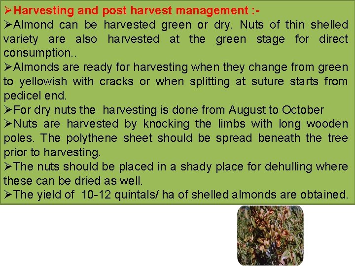ØHarvesting and post harvest management : ØAlmond can be harvested green or dry. Nuts