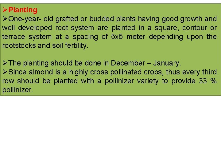 ØPlanting ØOne-year- old grafted or budded plants having good growth and well developed root