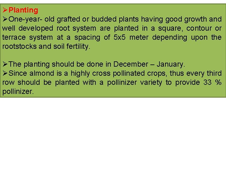 ØPlanting ØOne-year- old grafted or budded plants having good growth and well developed root