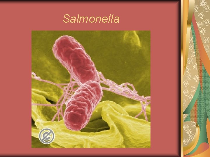 Salmonella 