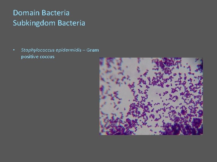 Domain Bacteria Subkingdom Bacteria • Staphylococcus epidermidis – Gram positive coccus 