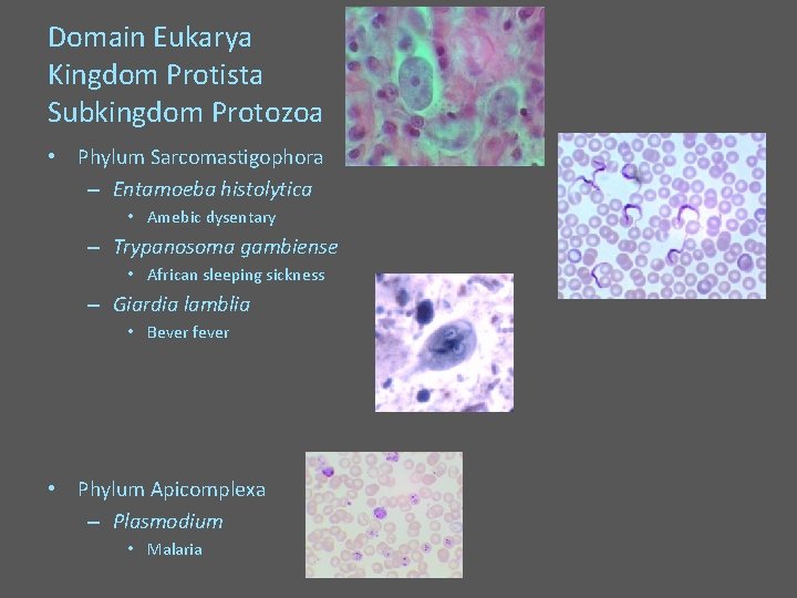 Domain Eukarya Kingdom Protista Subkingdom Protozoa • Phylum Sarcomastigophora – Entamoeba histolytica • Amebic