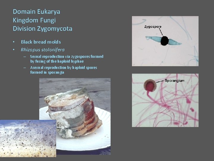 Domain Eukarya Kingdom Fungi Division Zygomycota • • Black bread molds Rhizopus stolonifera –