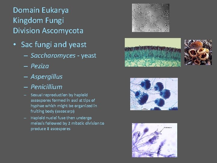 Domain Eukarya Kingdom Fungi Division Ascomycota • Sac fungi and yeast – – Saccharomyces