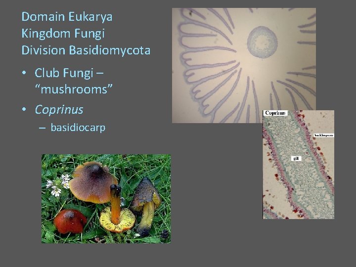 Domain Eukarya Kingdom Fungi Division Basidiomycota • Club Fungi – “mushrooms” • Coprinus –
