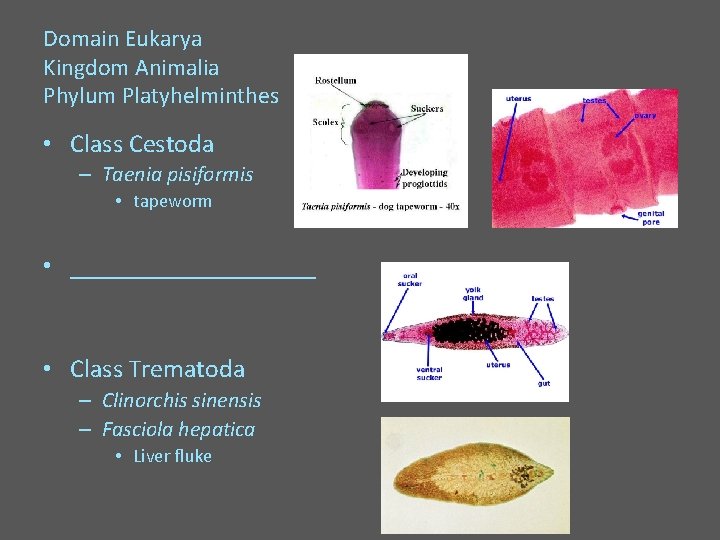 Domain Eukarya Kingdom Animalia Phylum Platyhelminthes • Class Cestoda – Taenia pisiformis • tapeworm