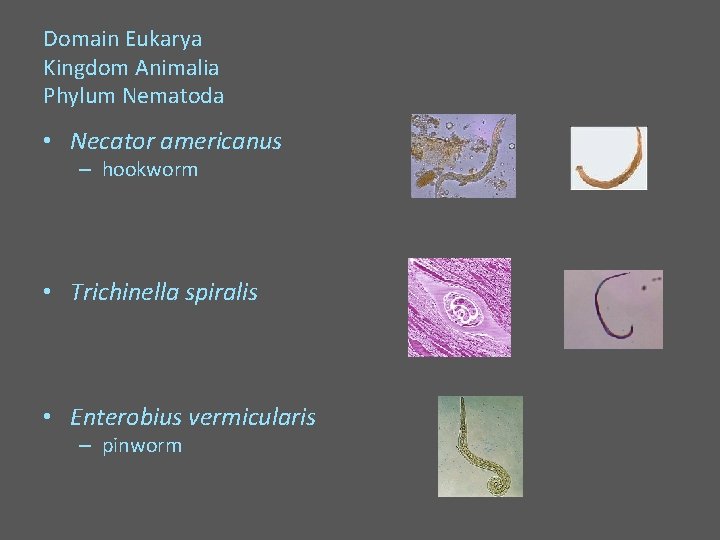 Domain Eukarya Kingdom Animalia Phylum Nematoda • Necator americanus – hookworm • Trichinella spiralis
