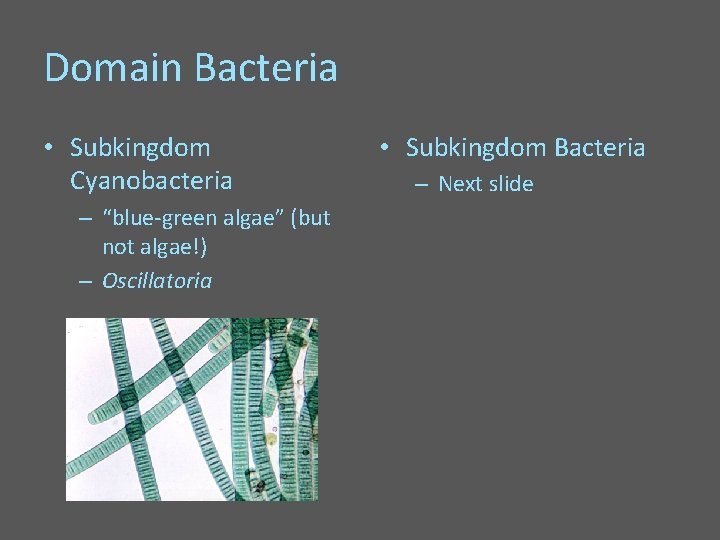 Domain Bacteria • Subkingdom Cyanobacteria – “blue-green algae” (but not algae!) – Oscillatoria •