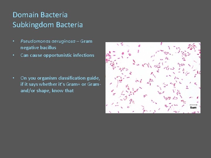 Domain Bacteria Subkingdom Bacteria • • • Pseudomonas aeruginosa – Gram negative bacillus Can