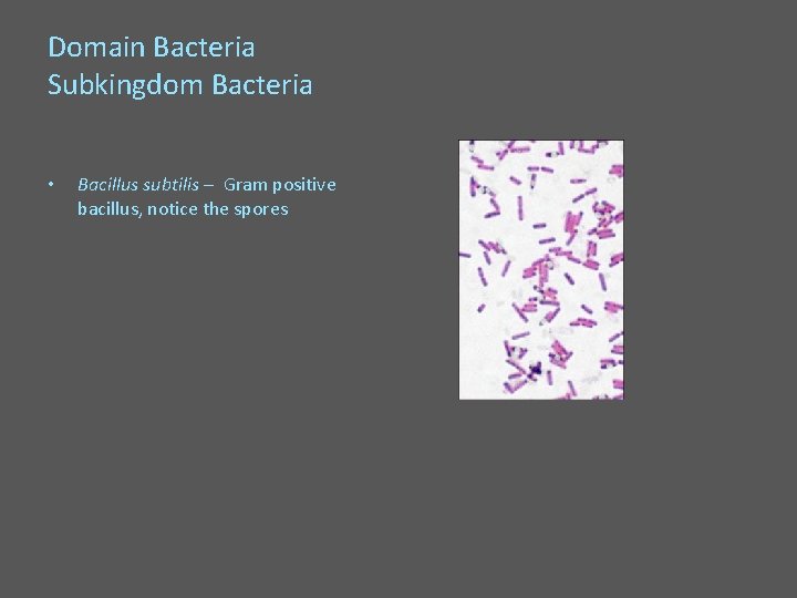 Domain Bacteria Subkingdom Bacteria • Bacillus subtilis – Gram positive bacillus, notice the spores