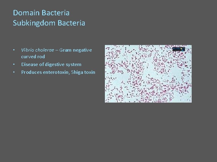 Domain Bacteria Subkingdom Bacteria • • • Vibrio cholerae – Gram negative curved rod