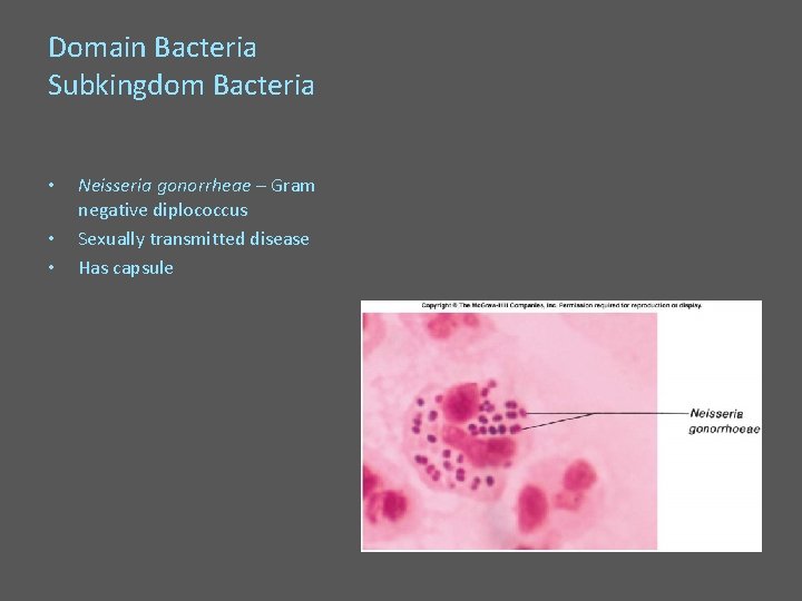 Domain Bacteria Subkingdom Bacteria • • • Neisseria gonorrheae – Gram negative diplococcus Sexually