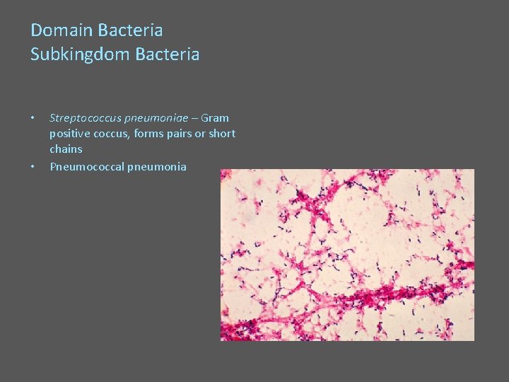 Domain Bacteria Subkingdom Bacteria • • Streptococcus pneumoniae – Gram positive coccus, forms pairs
