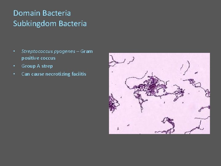 Domain Bacteria Subkingdom Bacteria • • • Streptococcus pyogenes – Gram positive coccus Group