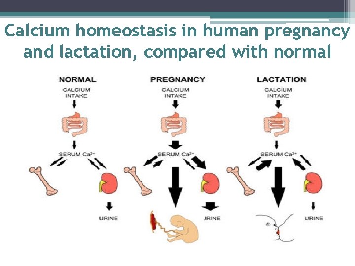 Calcium homeostasis in human pregnancy and lactation, compared with normal 