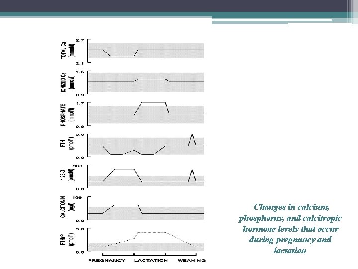  Changes in calcium, phosphorus, and calcitropic hormone levels that occur during pregnancy and