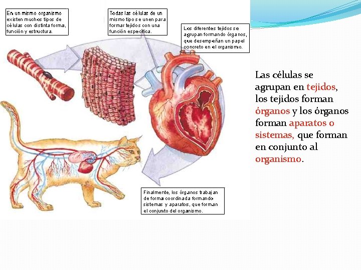 Las células se agrupan en tejidos, los tejidos forman órganos y los órganos forman