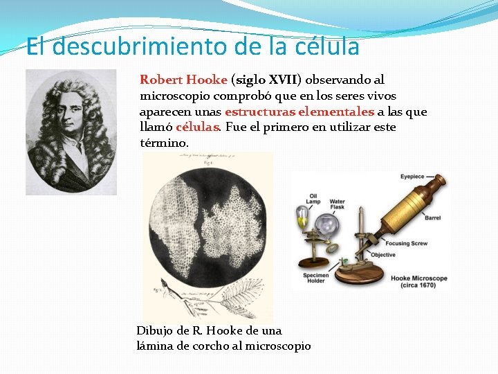 El descubrimiento de la célula Robert Hooke (siglo XVII) observando al microscopio comprobó que