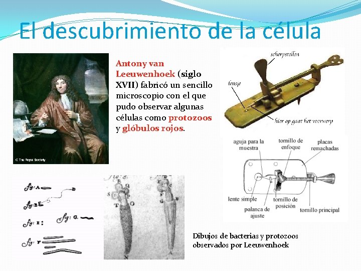 El descubrimiento de la célula Antony van Leeuwenhoek (siglo XVII) fabricó un sencillo microscopio