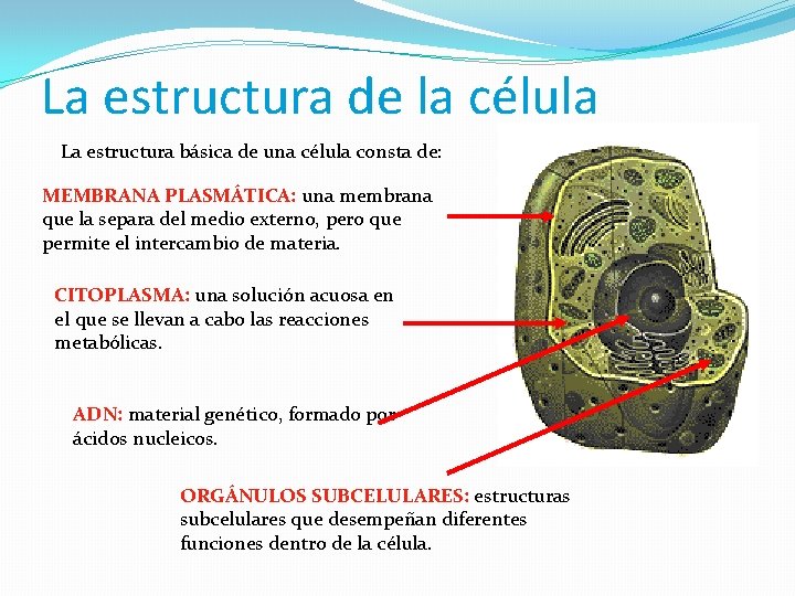 La estructura de la célula La estructura básica de una célula consta de: MEMBRANA