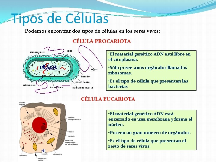 Tipos de Células Podemos encontrar dos tipos de células en los seres vivos: CÉLULA