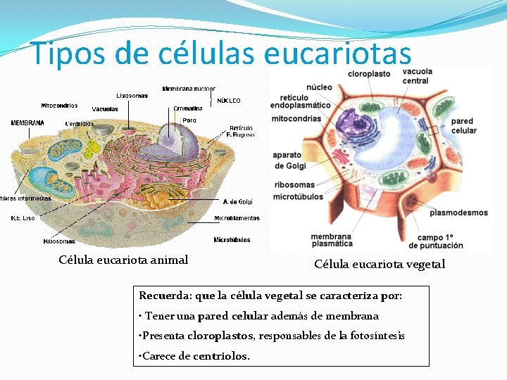Tipos de células eucariotas Célula eucariota animal Célula eucariota vegetal Recuerda: que la célula