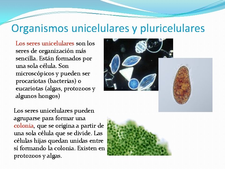 Organismos unicelulares y pluricelulares Los seres unicelulares son los seres de organización más sencilla.