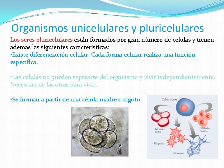 Organismos unicelulares y pluricelulares Los seres pluricelulares están formados por gran número de células