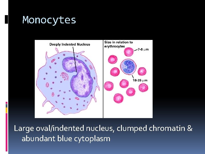 Monocytes Large oval/indented nucleus, clumped chromatin & abundant blue cytoplasm 