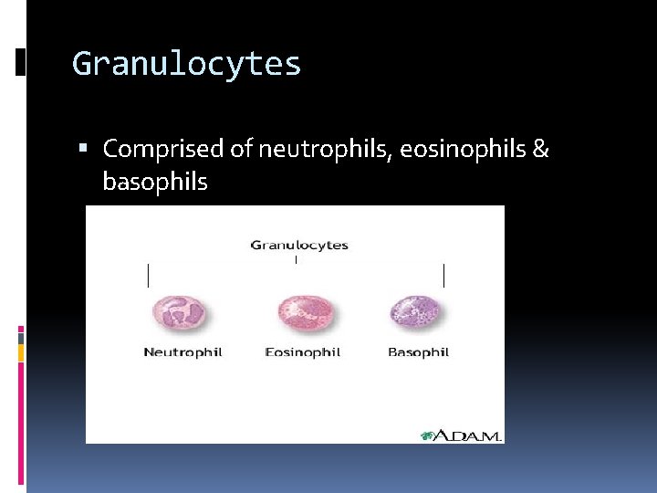Granulocytes Comprised of neutrophils, eosinophils & basophils 